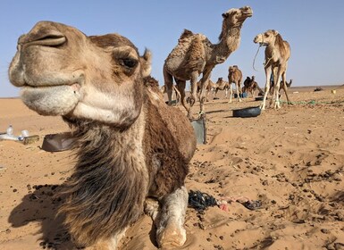 Best 3-day trip from Fez to Marrakech via Merzouga desert