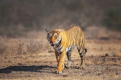 從德里出發：4 天金三角和 Ranthambore 老虎野生動物園