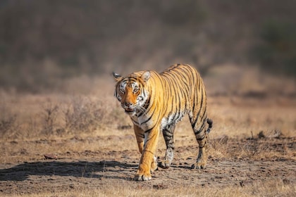 Desde Delhi: safari de 4 días por el Triángulo Dorado y el tigre de Rantham...