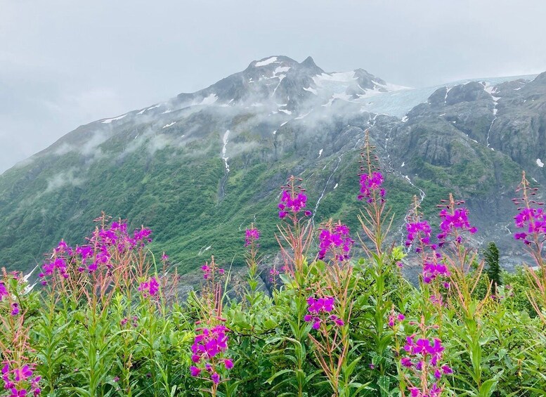 Picture 7 for Activity Seward: Guided Wilderness Hike with Transfer