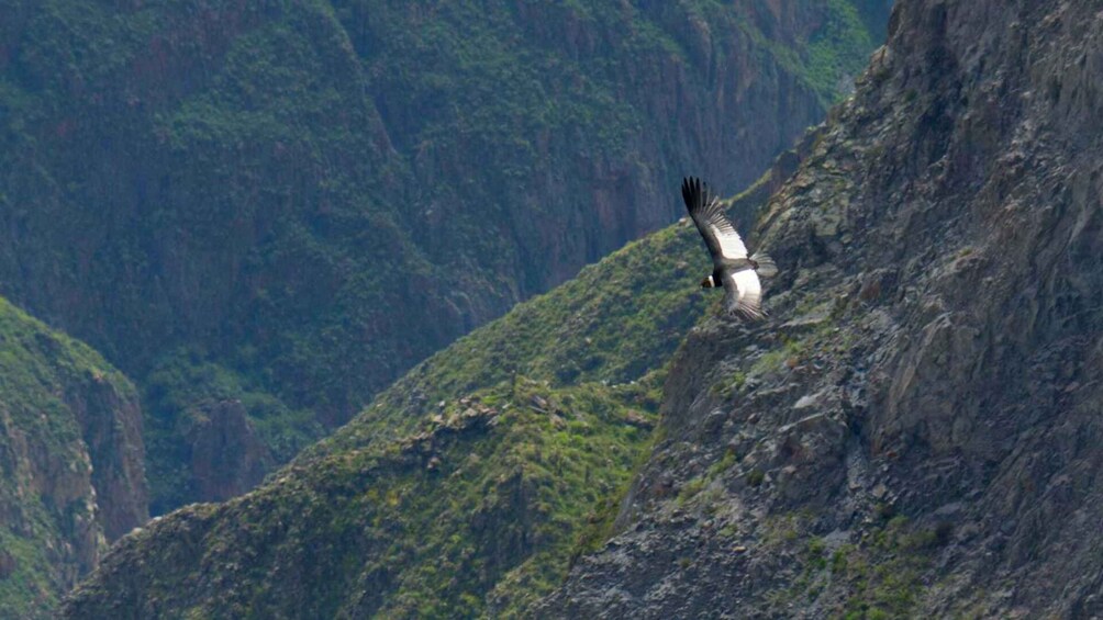 Picture 1 for Activity || Day trip to Chivay and Colca Canyon in Arequipa ||