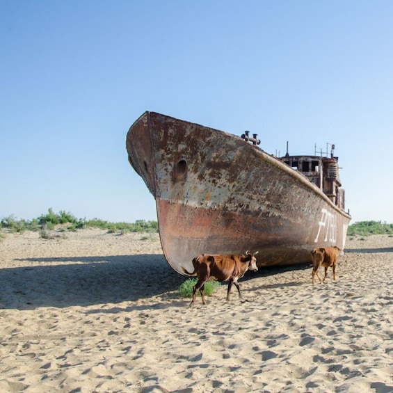 Picture 3 for Activity Aral Sea One Day Tour from Tashkent