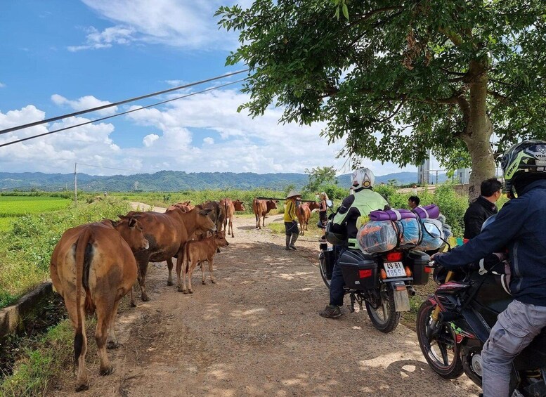 Picture 5 for Activity Dalat to Cat Tien National Park, drop-off Ho Chi Minh