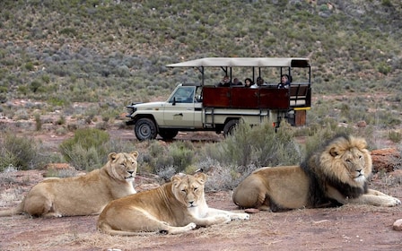 Tour privado de 4 días por los lugares más destacados y safari Big5 Aquila ...