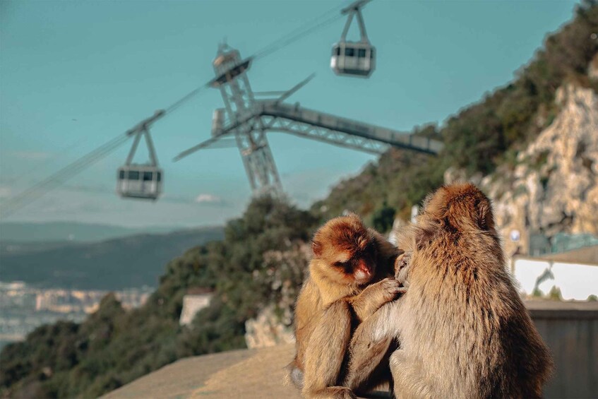 Picture 6 for Activity Gibraltar: Upper Rock Nature Reserve Entry Ticket