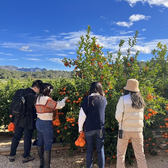 Picture 2 for Activity Citrus Treasures: Exploring Valencia's Orange Grove