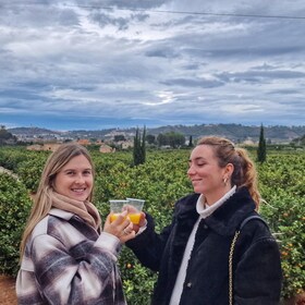 Citrus Treasures: Exploring Valencia's Orange Grove