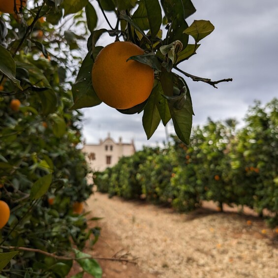 Picture 4 for Activity Citrus Treasures: Exploring Valencia's Orange Grove