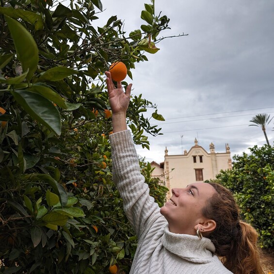 Picture 1 for Activity Citrus Treasures: Exploring Valencia's Orange Grove