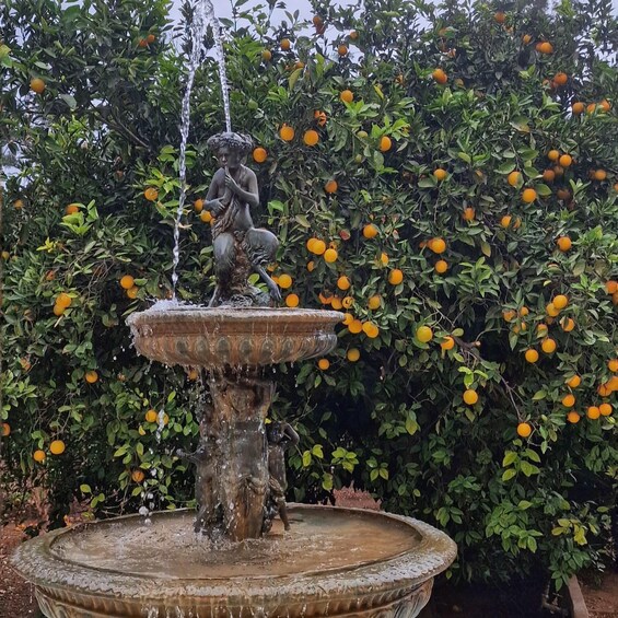 Picture 5 for Activity Citrus Treasures: Exploring Valencia's Orange Grove