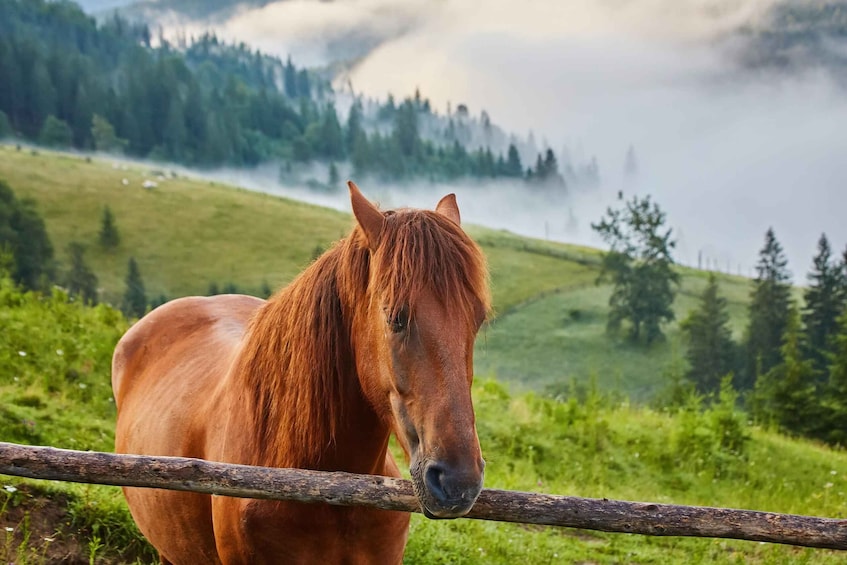 5 hours horse riding tour in Borjomi National Park