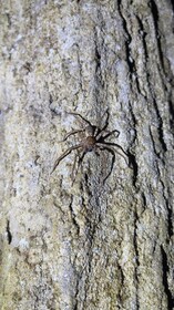 Langkawi: Tur Hutan Hujan di Malam Hari