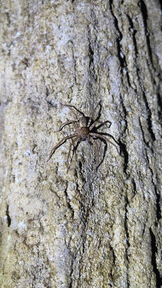 Picture 1 for Activity Langkawi: Rainforest Tour Afterdark