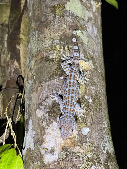 Picture 2 for Activity Langkawi: Rainforest Tour Afterdark