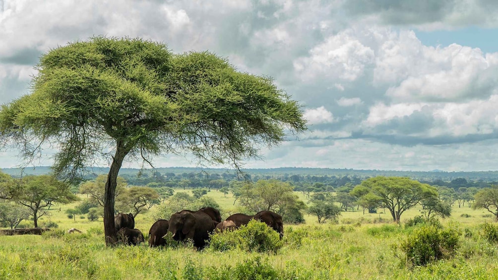Picture 15 for Activity From Zanzibar: 4 Days Northern Circuit Safari Tour adventure