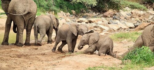 Desde Zanzíbar: tour en vuelo de safari de 4 días por el circuito norte