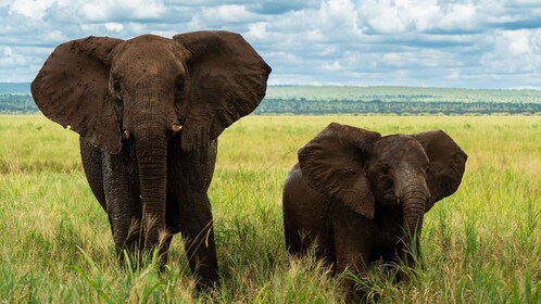 From Zanzibar: 4 Days Northern Circuit Safari Tour adventure