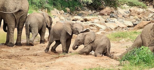 Vanuit Zanzibar: 4-daagse safari vliegreis noordelijk circuit