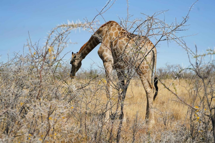 Picture 4 for Activity From Cape Town: Aquila Reserve Full-Day Return Transfer