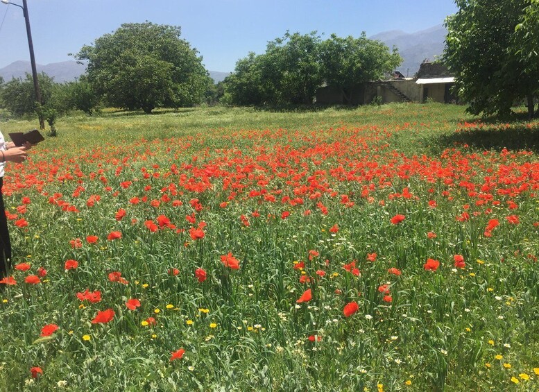 Picture 16 for Activity Heraklion: Zeus Cave, Villages, & Olive Oil Factory Day Trip