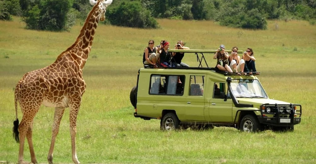 Picture 5 for Activity 6 Days Best Tanzania Safari on 4X4 Land Cruiser Jeep