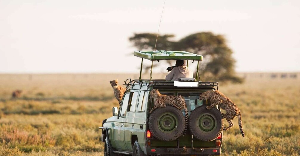 Picture 4 for Activity 6 Days Best Tanzania Safari on 4X4 Land Cruiser Jeep