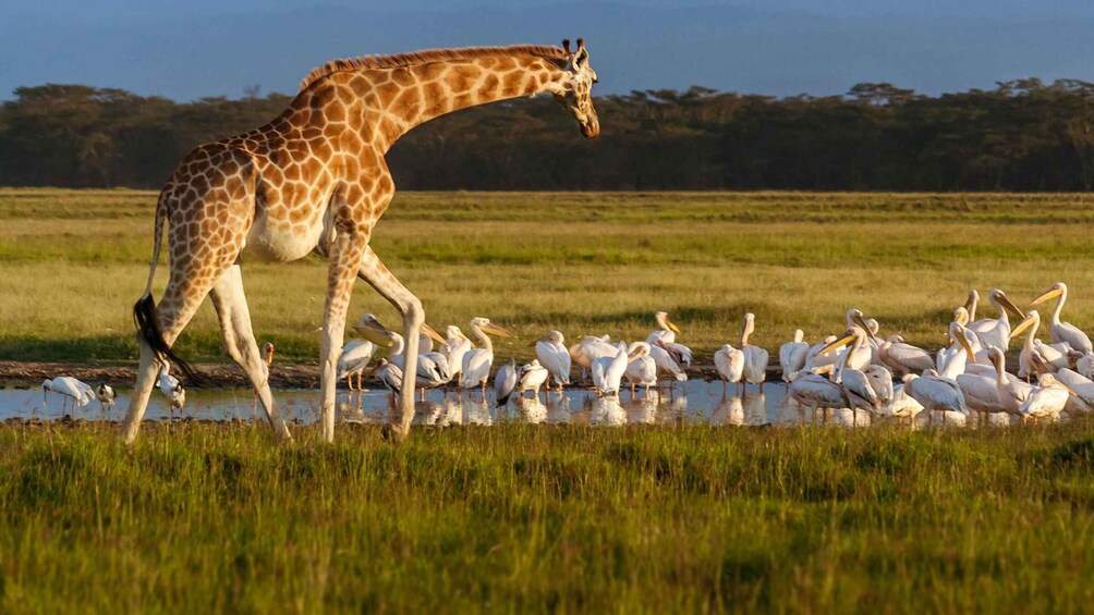 Picture 8 for Activity Day trip to Hells gate and Lake Naivasha