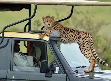 6 dagars safaripaket med Maasai Mara och sjöarna i Rift Valley