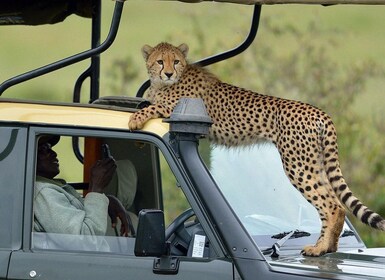 6 jours de safari au Maasai Mara et aux lacs de la vallée du Rift complexe ...