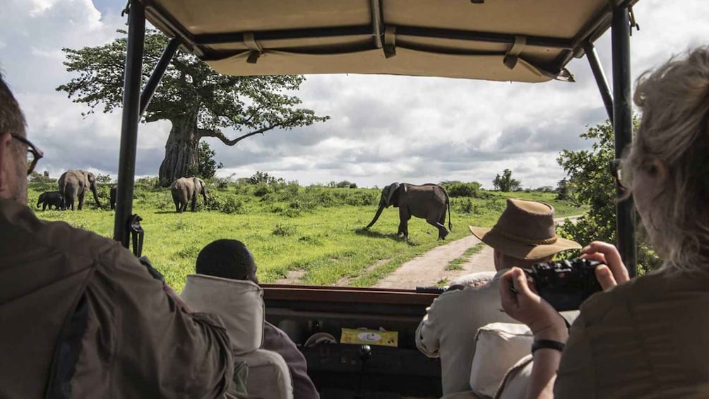 Picture 2 for Activity 6 Days Maasai Mara and Rift Valley Lakes Safari Package