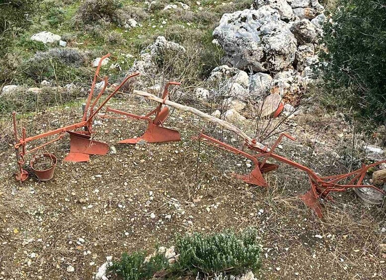 Picture 29 for Activity From Elounda Cretan Lasithi Plateau, Zeus Cave, Oldest Tree