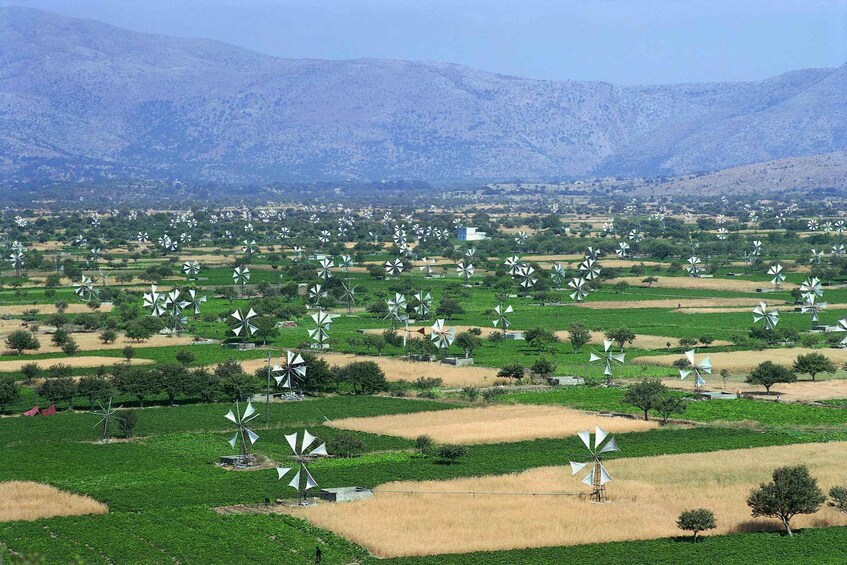 Picture 1 for Activity From Elounda Cretan Lasithi Plateau, Zeus Cave, Oldest Tree