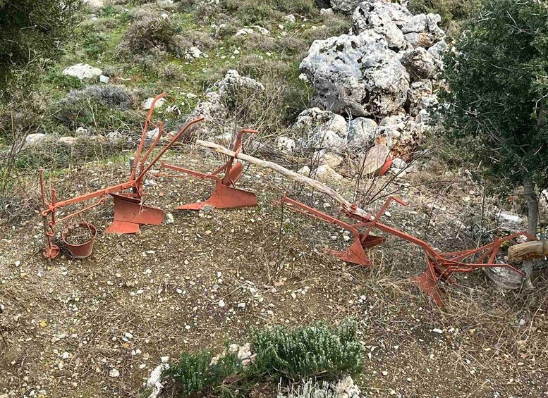 Picture 29 for Activity From Elounda Cretan Lasithi Plateau, Zeus Cave, Oldest Tree