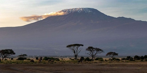 Paquete vacacional de 10 días con safari de vida silvestre en Kenia y playa...