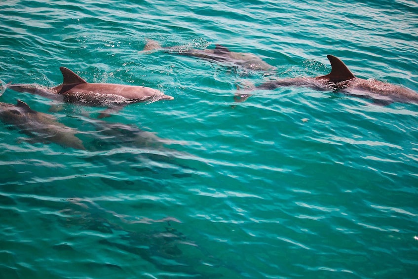 Picture 2 for Activity Fort Walton Beach: Morning Dolphin Cruise with Snorkel Stop