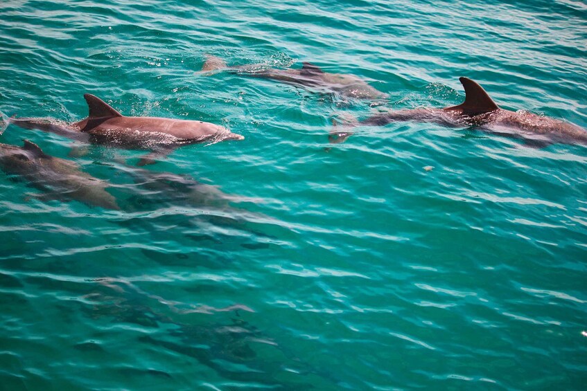 Picture 2 for Activity Fort Walton Beach: Morning Dolphin Cruise with Snorkel Stop