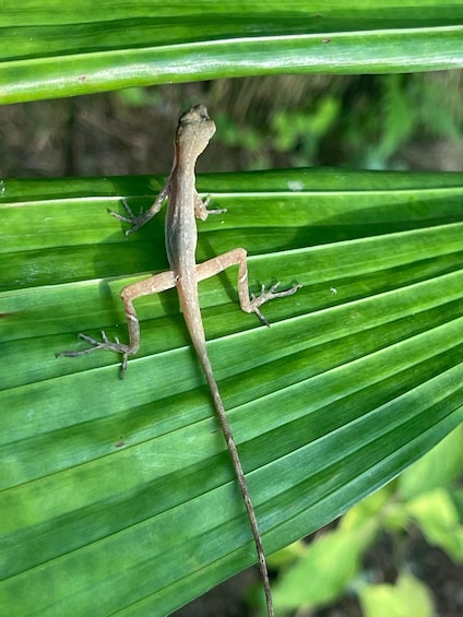 Picture 9 for Activity Tortuguero canals boat trip & Maratopia tropical garden Tour