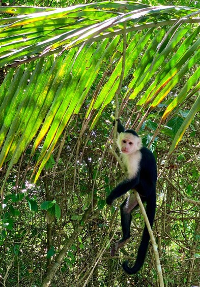 Picture 1 for Activity Tortuguero canals boat trip & Maratopia tropical garden Tour