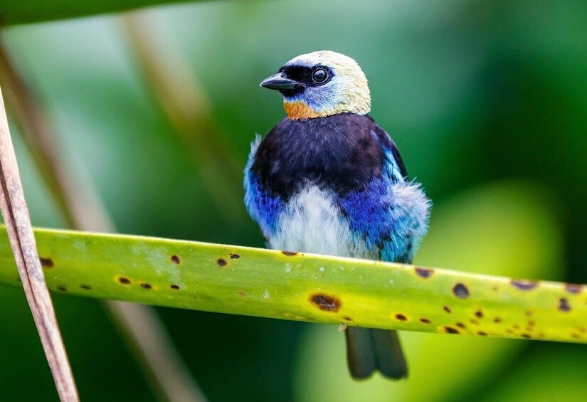 Picture 5 for Activity Tortuguero canals boat trip & Maratopia tropical garden Tour