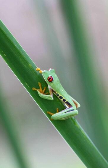 Picture 8 for Activity Tortuguero canals boat trip & Maratopia tropical garden Tour