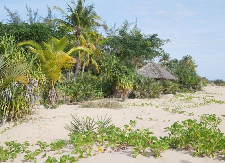 Picture 1 for Activity Private Dhow Cruise Lamu (Daytrip): Kipungani & Matondoni