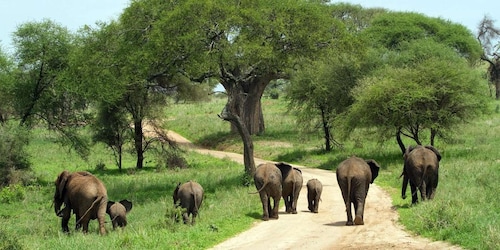 15-Days Spectacular Kenya & Tanzania Safari Combination with