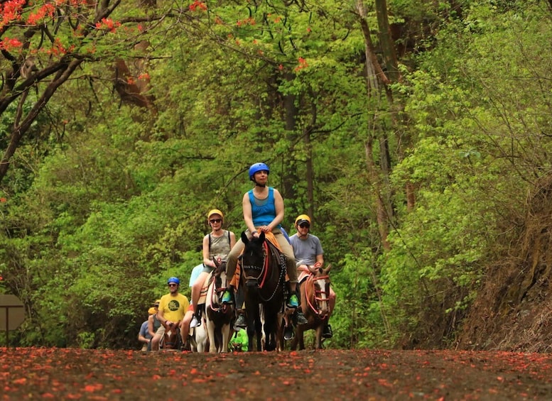 Picture 4 for Activity Guanacaste: Horseback Riding Tropical Forest Tour