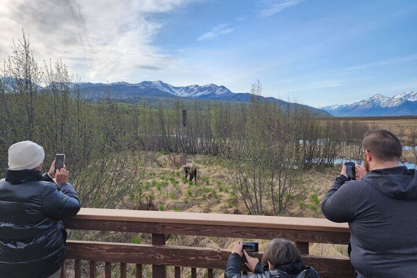 Valley of Glaciers Experience with Portage Glacier Cruise and Wildlife Tour