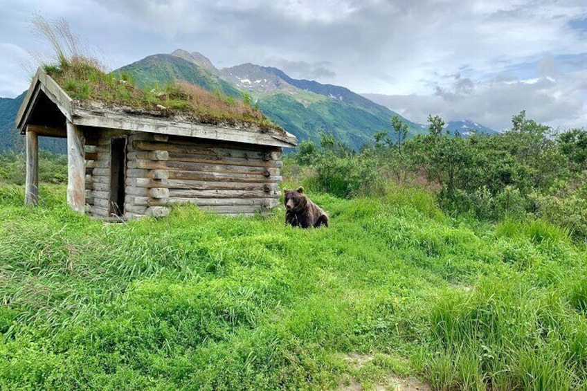 Valley of Glaciers Experience with Portage Glacier Cruise and Wildlife Tour