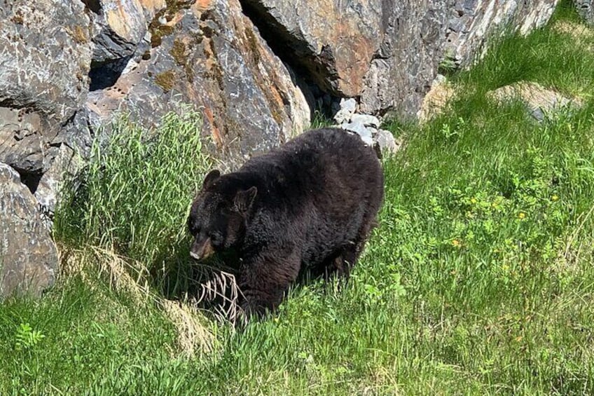 Valley of Glaciers Experience with Portage Glacier Cruise and Wildlife Tour