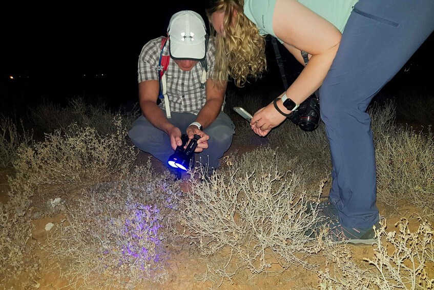 Picture 5 for Activity Oudtshoorn: Klein Karoo Night Time Nature Walk