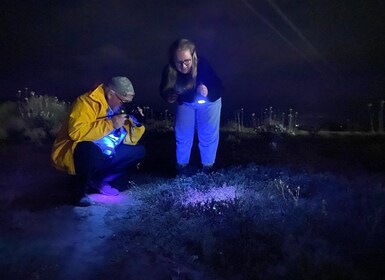 Oudtshoorn: Klein Karoo Nighttime Walking Tour in Nature