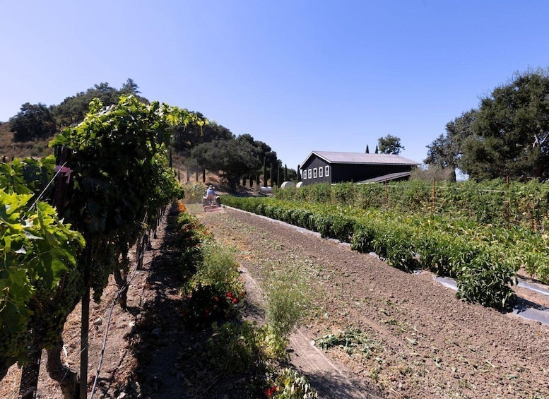 Picture 4 for Activity Santa Ynez Valley Wine Tour with Lunch & Tastings from SYV