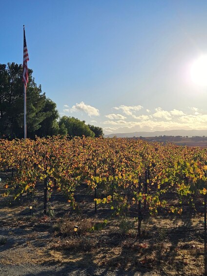 Picture 1 for Activity Full-Day Inclusive Wine Tasting Tour from Santa Ynez Valley